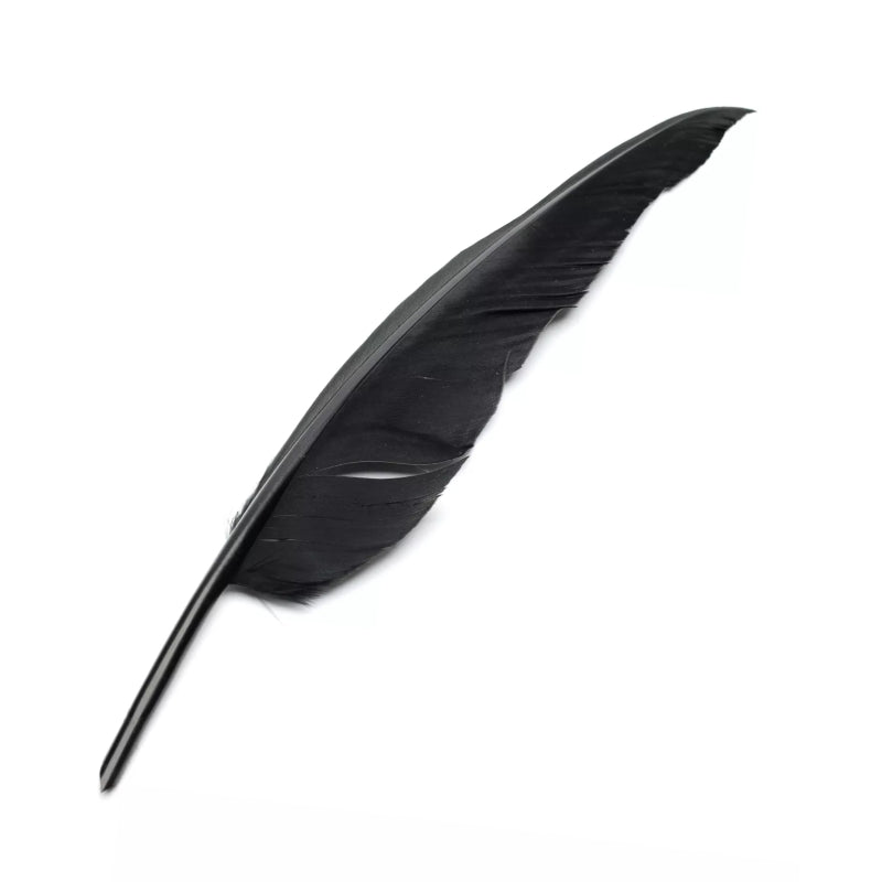 black bird feather