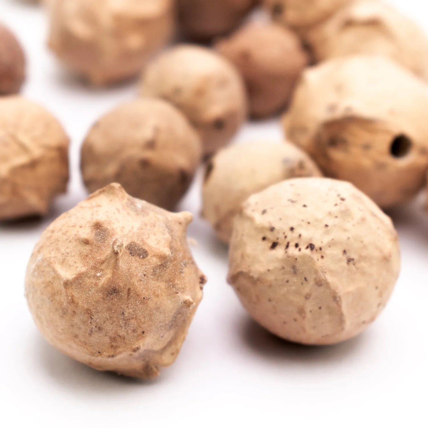 Agallas de roble