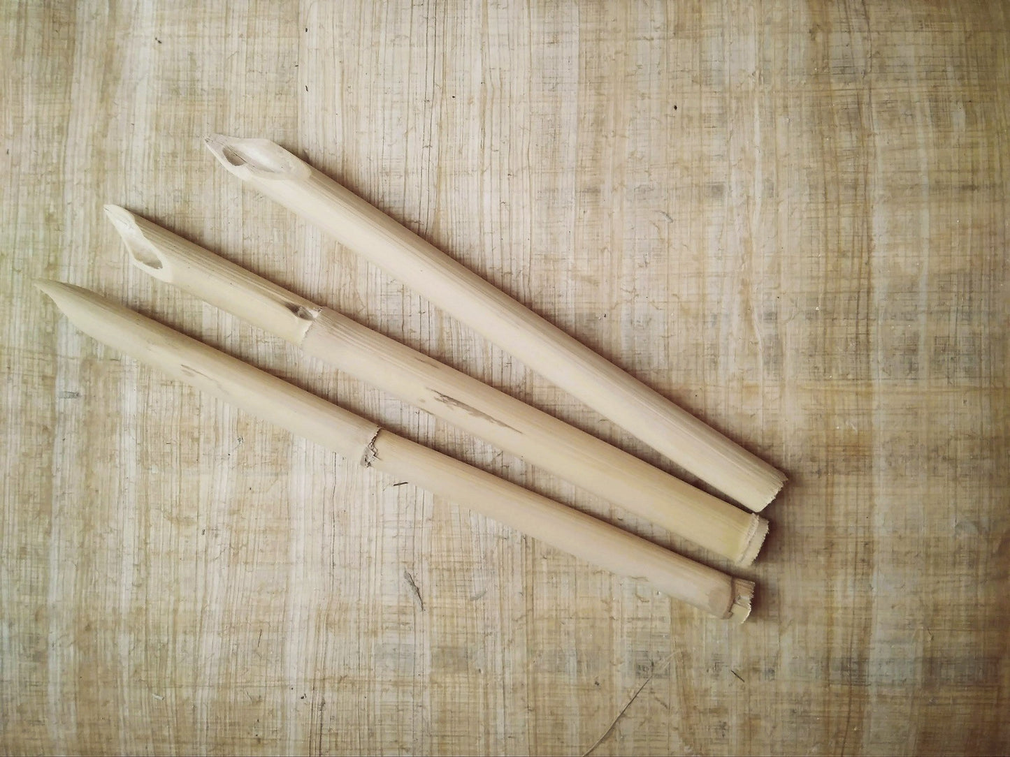 Calamus oder Schilffeder