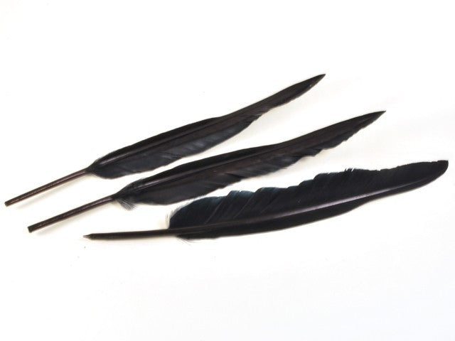 Pluma de ave negra