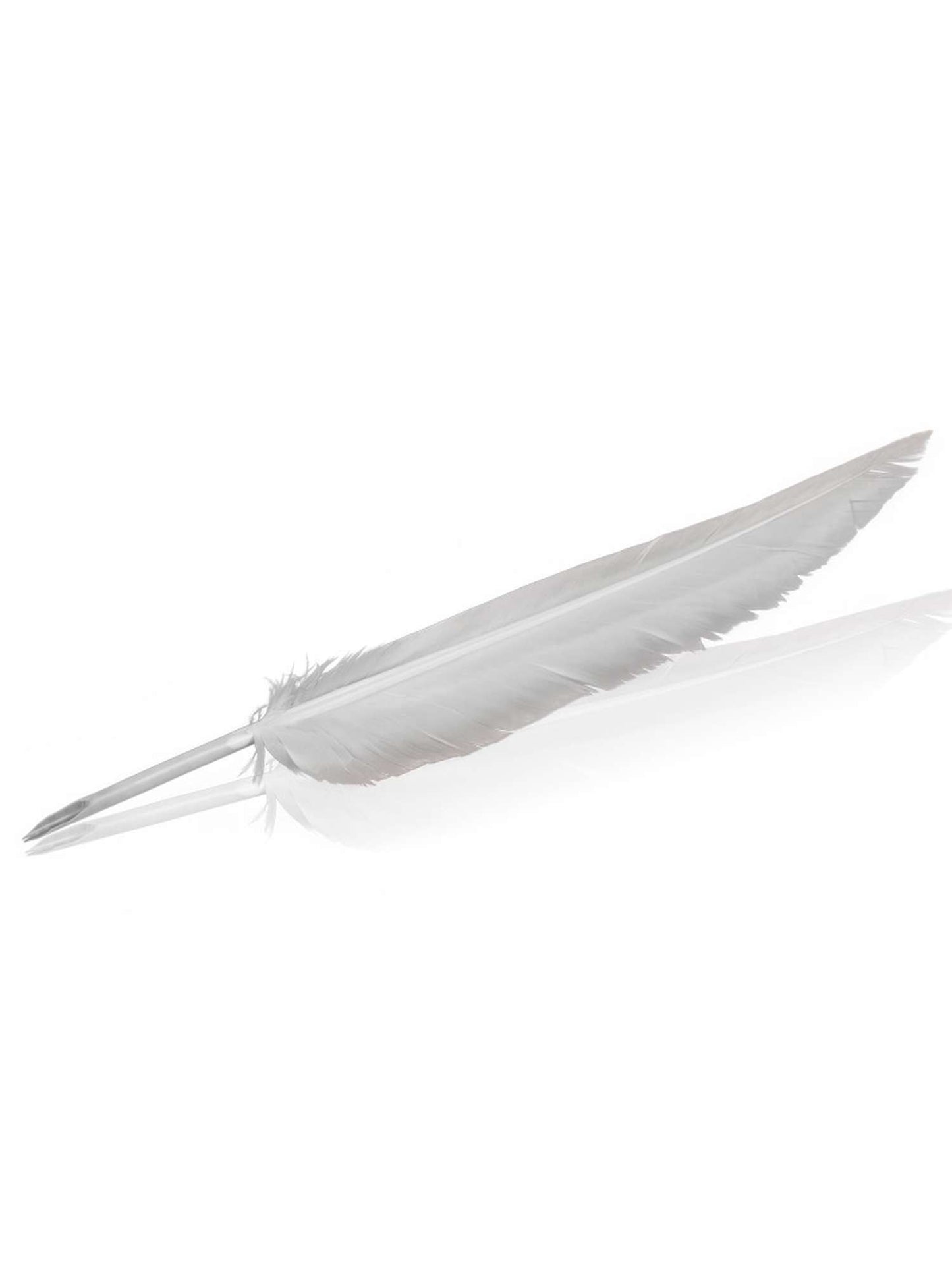 Pluma de ave blanca